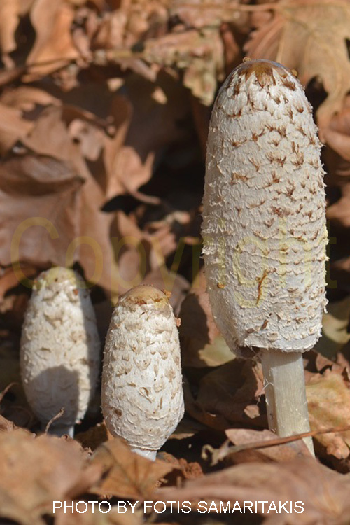 Coprinus comatus